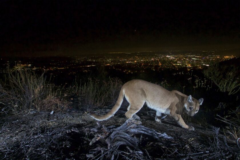 FILE - This July 10, 2016, photo shows an uncollared adult female mountain lion photographed with a motion sensor camera in the Verdugos Mountains in in Los Angeles County, Calif. Los Angeles city lights are seen in the background. A mountain lion, not pictured, attacked a 5-year-old boy while hiking in rural Northern California with his mother and grandfather has been released from a hospital, authorities said Wednesday, Feb. 1, 2023. The boy had raced ahead of the adults on a trail in San Mateo County, south of San Francisco, Tuesday, Jan. 31, when the big cat pounced on him and pinned him to the ground, said Capt. Patrick Foy, a spokesman with the California Department of Fish and Wildlife. (U.S. National Park Service via AP, File)