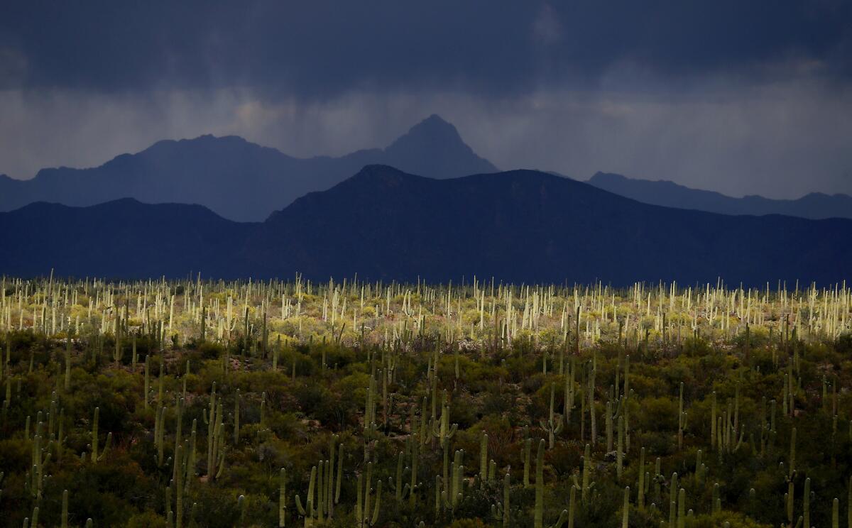 Sunshine through the clouds illuminates a forest of saguaro cacti beneath the Baboquivari range on the sprawling Tohono O'odham Nation's reservation along the U.S.-Mexico border in Arizona. (Luis Sinco / Los Angeles Times)