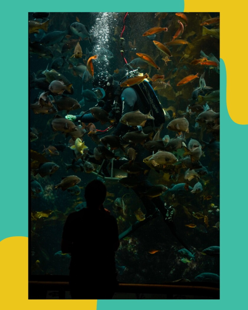 The Kelp Forest tank at the Monterey Bay Aquarium.