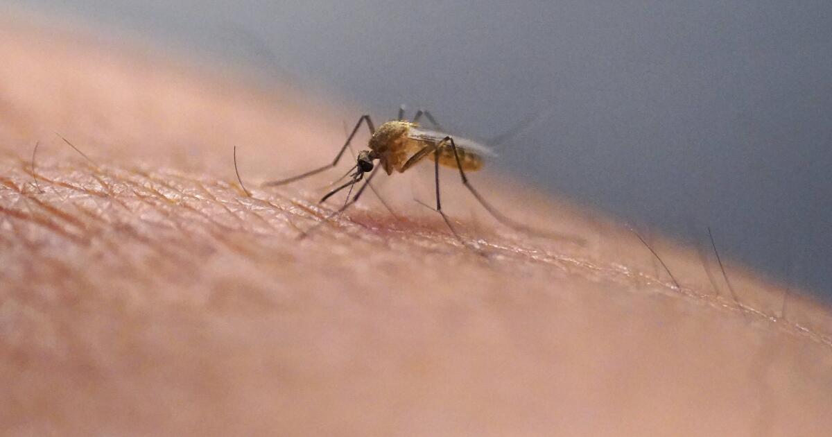 Mosquito-borne virus spread at ‘unprecedented’ levels in L.A.