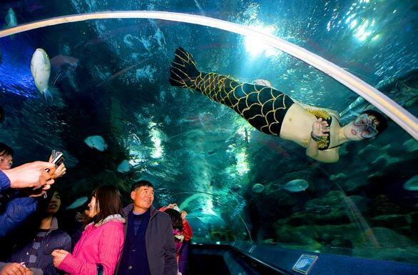 A woman dressed as a mermaid swims among exotic fish inside a tank as visitors watch at the Blue Zoo in Beijing. Despite the current economic crisis, many tourists from within mainland China continue to spend disposable income on travel and leisure activities. Between 3,000 and 4,000 people a day visited the Blue Zoo in February.