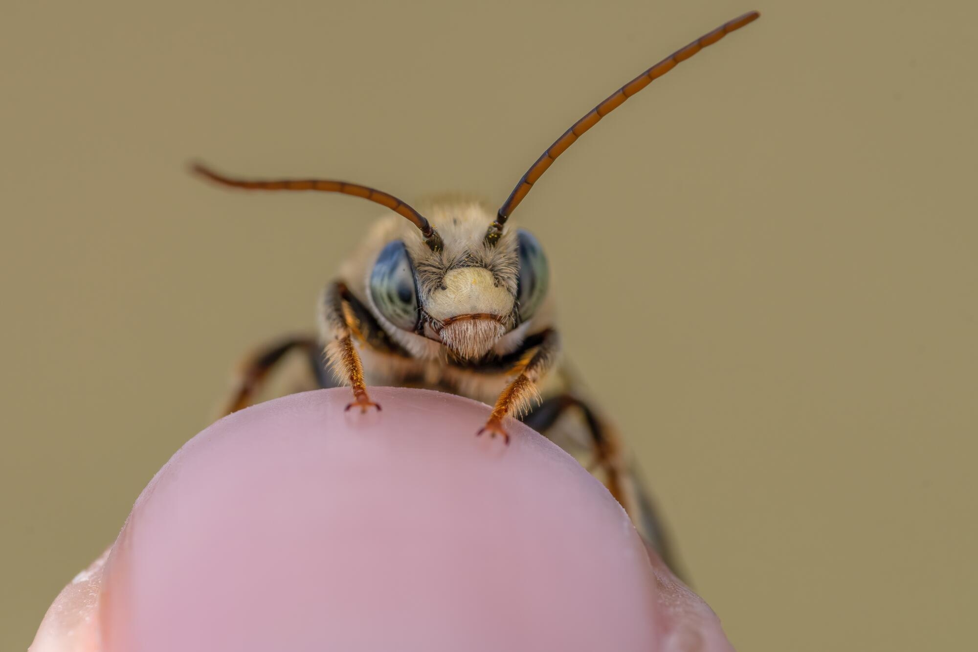 A newly emerged Melissodes bee rests atop Krystle Hickman’s fingertip.