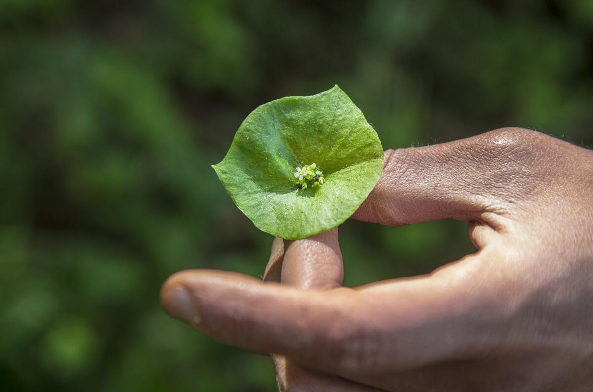 Close up of a leaf of “Indian lettuce” as Vincent Medina and Louis Trevino gather ingredients in the East Bay area the Ohlone call Halkin.