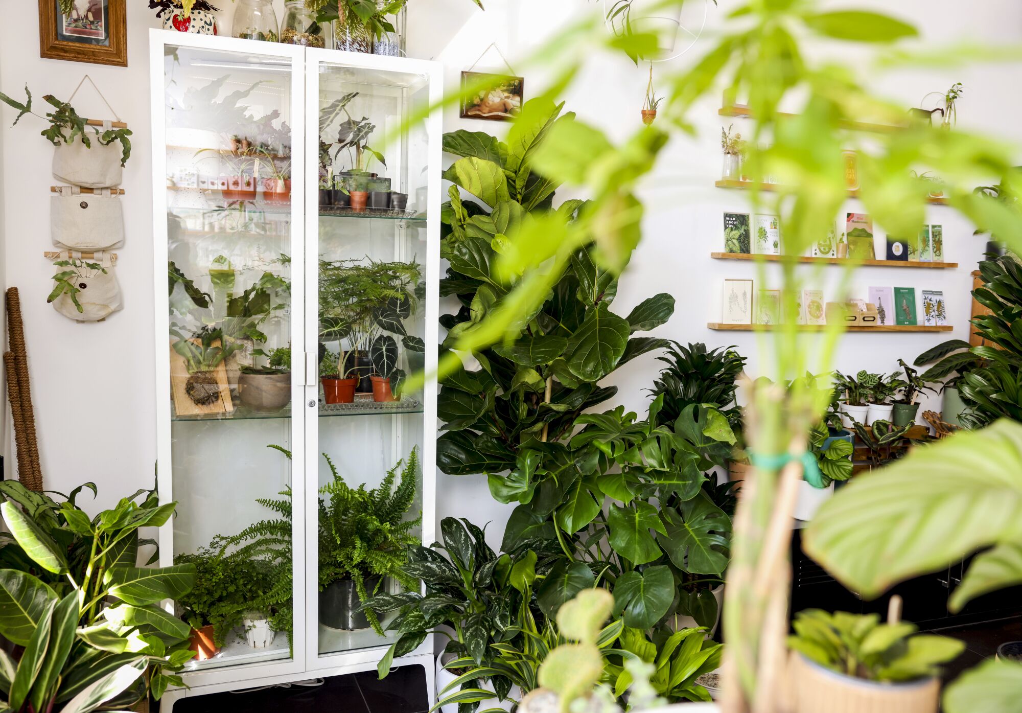 A glass door cabinet turned greenhouse, plants, and gifts