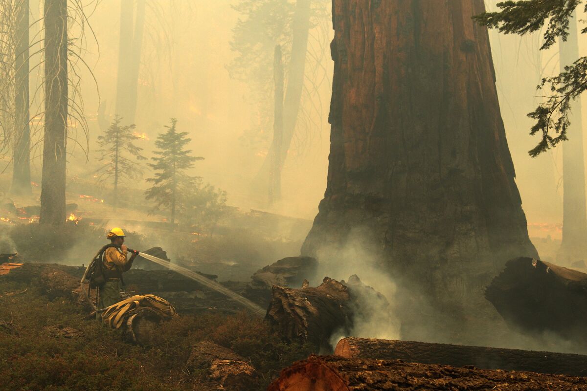 A firefighter sprays water around the base of a giant sequoia.