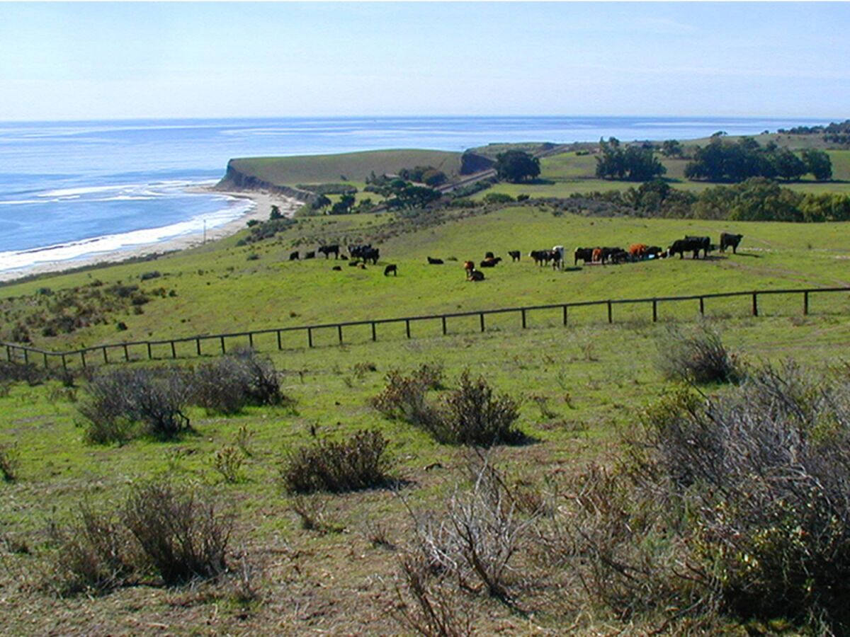 Cattle graze on a portion of the 14,500-acre Hollister Ranch in Santa Barbara County.