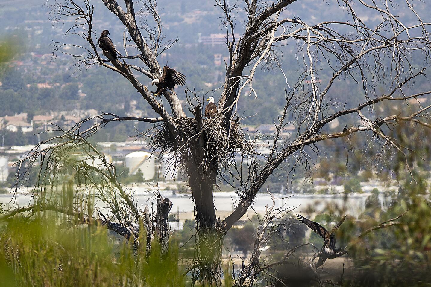 Bald eagles return to nest in Orange County neighborhood