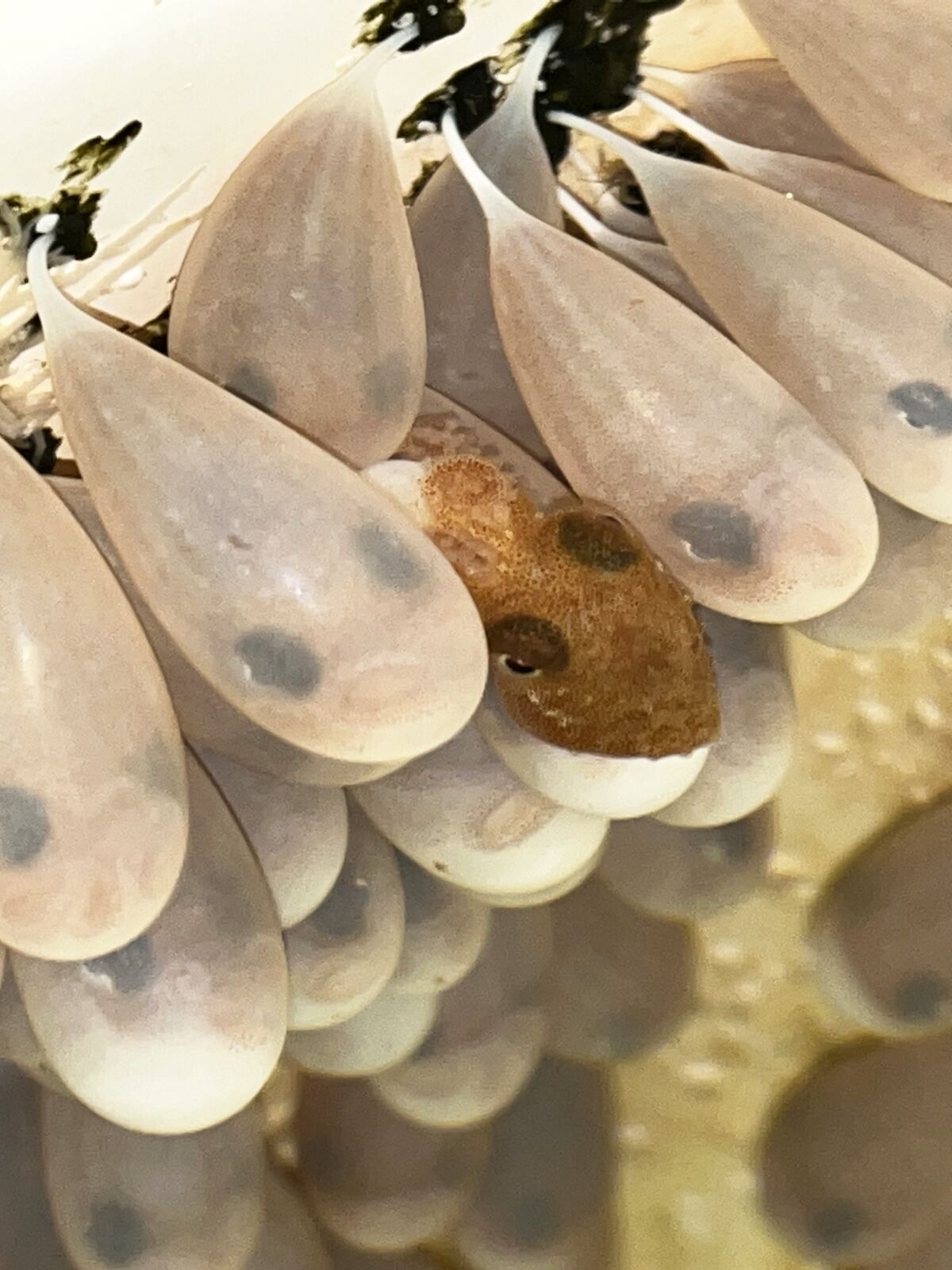 An octopus hatchling sits among other fertilized eggs at the Scripps Institution of Oceanography in La Jolla.