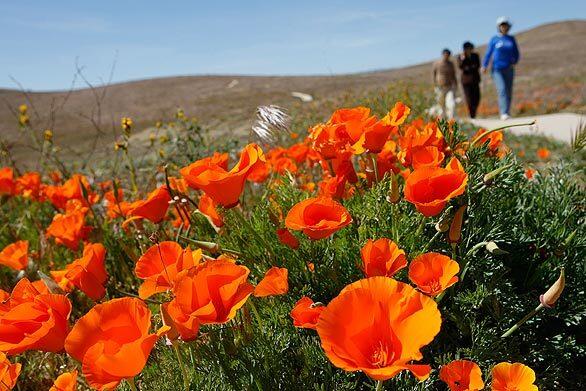 The Antelope Valley Poppy Reserve is blooming. The reserve, 15 miles west of Lancaster at 15101 Lancaster Road, offers free guided public tours daily during wildflower season. The California State Parks website says: "The poppies are here! We don't have carpets of orange yet, but we have brilliant patches starting to fill in the south facing slopes, with blinding yellow swaths of goldfields covering hillsides and along the North Poppy Loop trail."