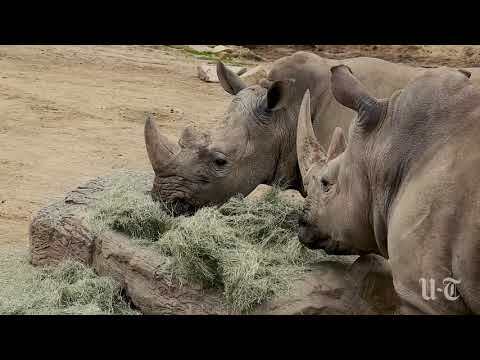 How the San Diego Zoo tries to mimic the wild - The San Diego ...