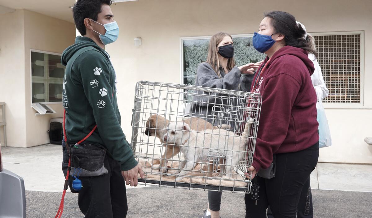 Rancho Coastal Humane Society is scheduling “Adoptions by Appointment” for the Mexican dogs from Sonora.