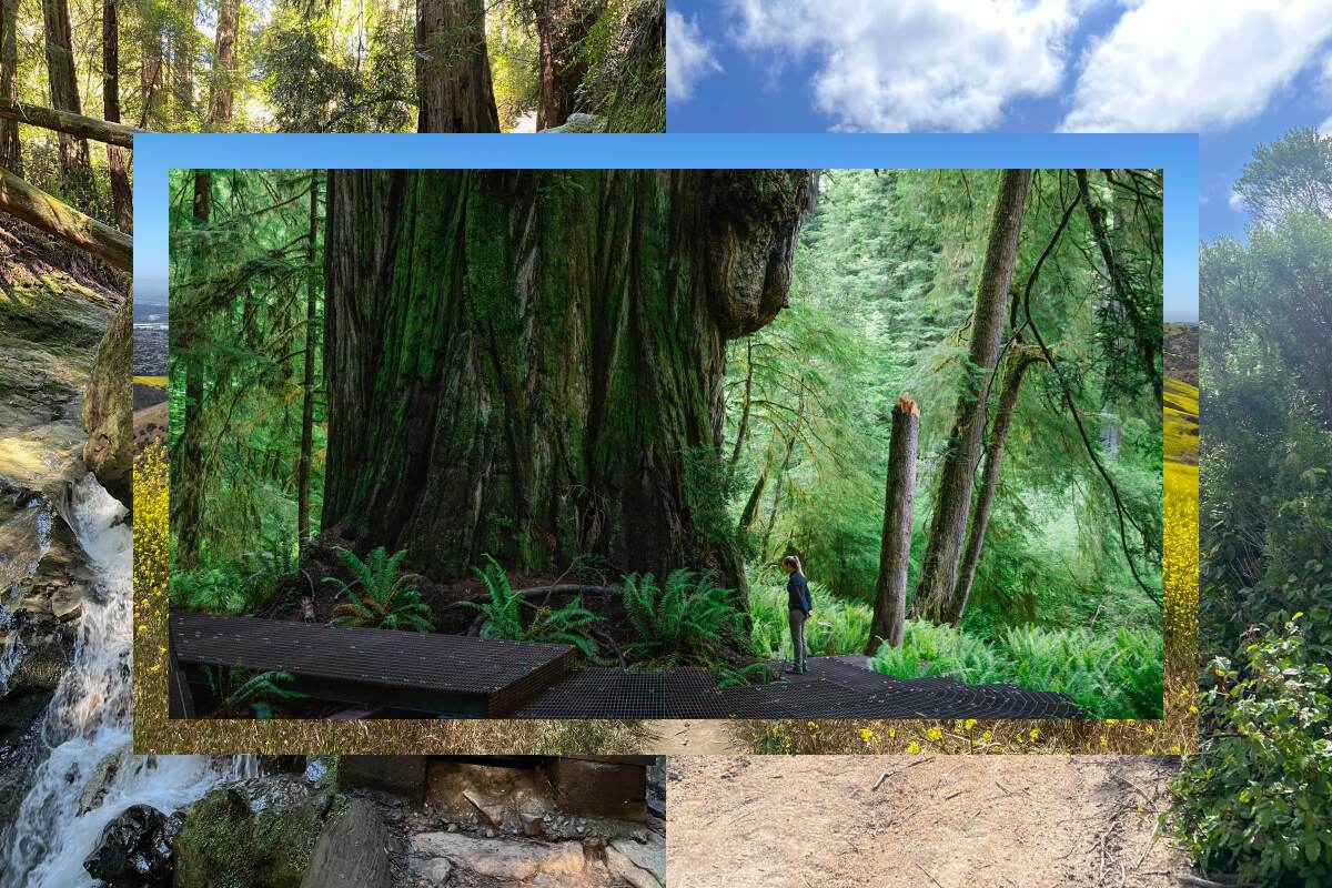 Photo collage of nature hiking scenes, with the top image being a woman standing next to a very large redwood tree