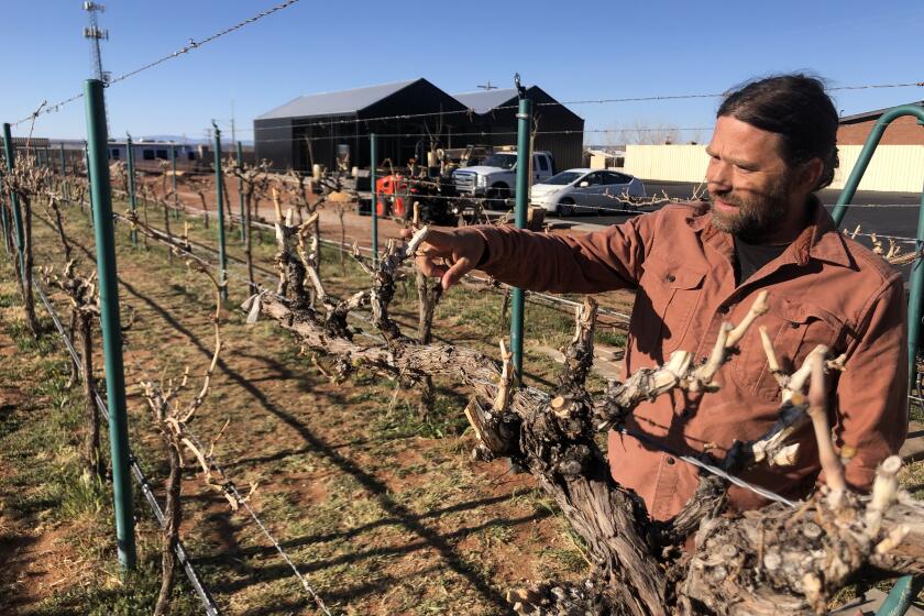 Hildale, UT - June 04: Shane Tooke inspects grape vines at his Water Canyon Winery in Hildale on Saturday, June 4, 2022 in Hildale, UT. (Dsvid Kelly / Los Angeles Times)