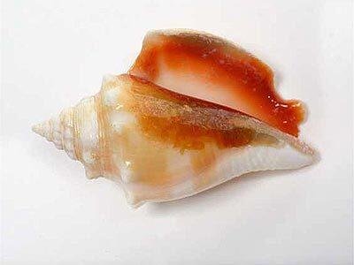 One of the author's many finds: Fighting conch, 2 ¾ inches long.