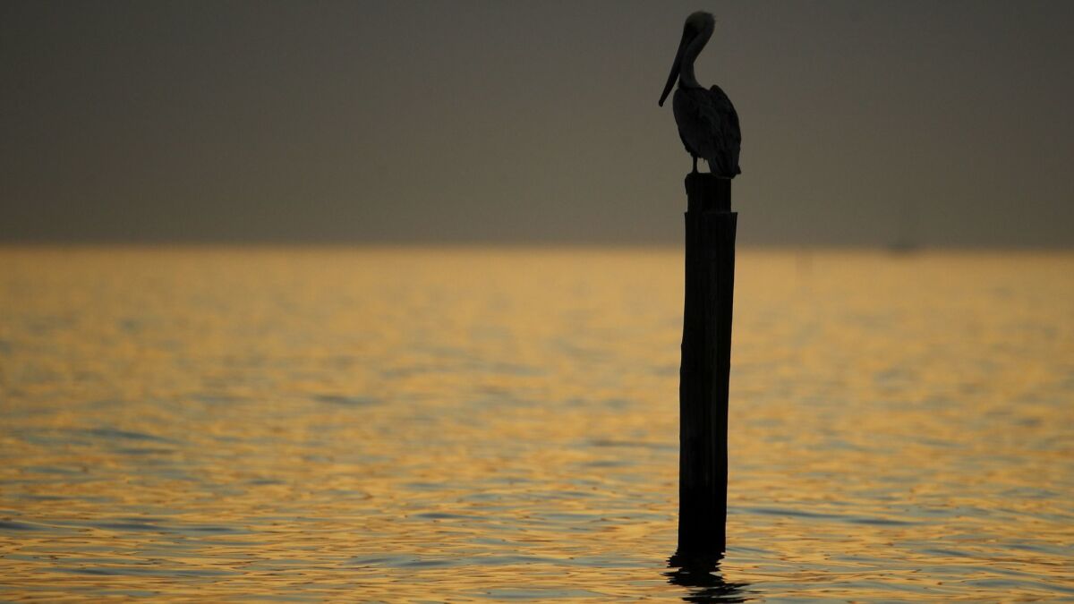 A brown pelican perches on the remnants of a pier in the Gulf of Mexico at sunset in Gulfport, Miss. on Dec. 2.