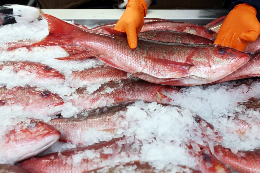 Hands placing a fish into a display of fish and ice