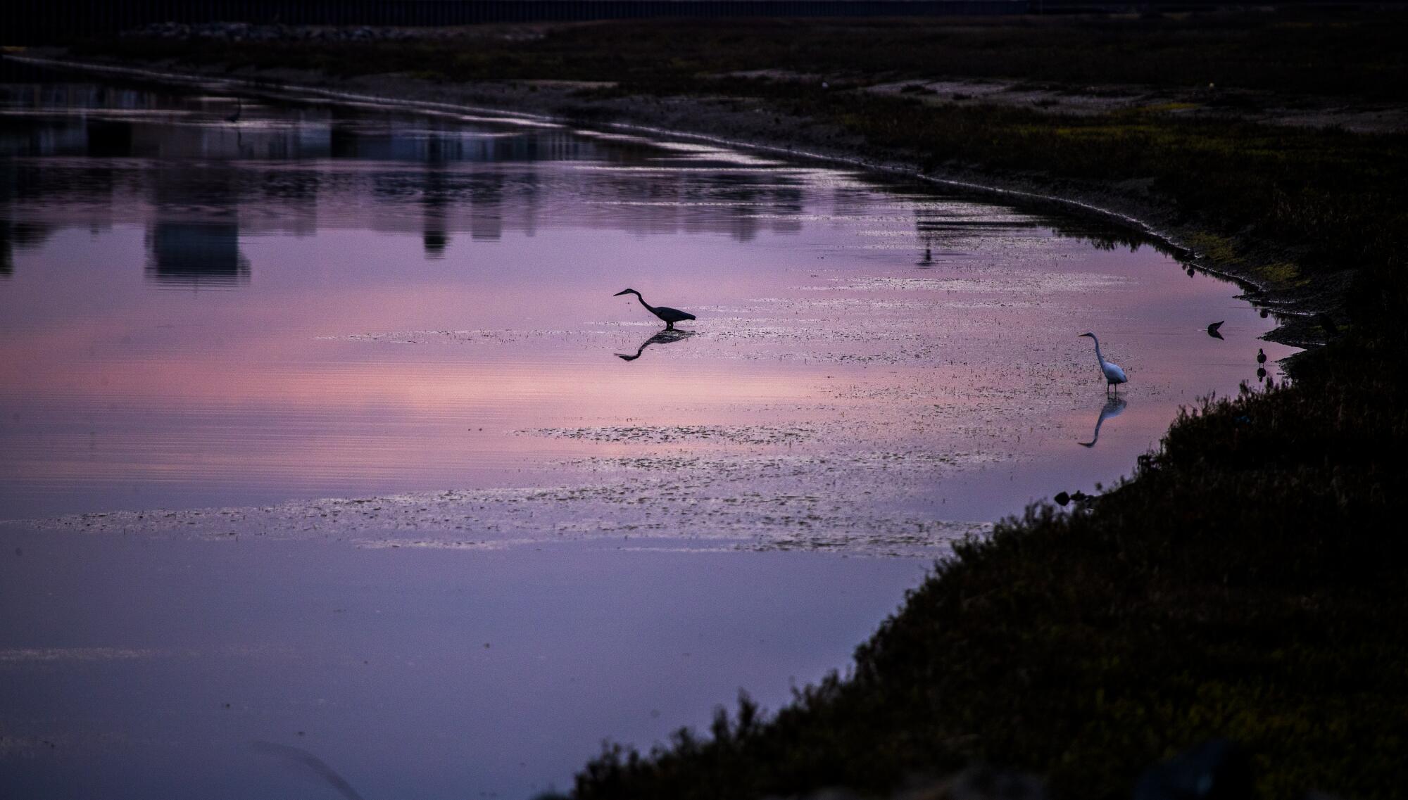 Egrets feed at dawn in the oil-polluted waters of the ecologically sensitive Talbert Marsh