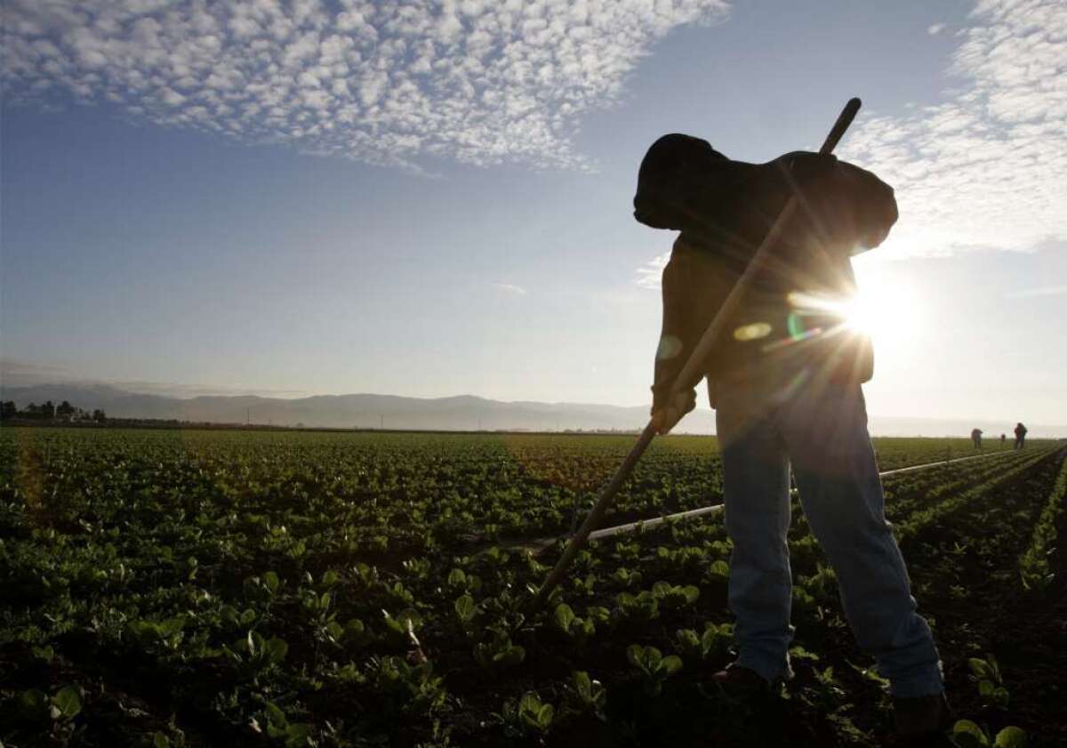 A lettuce field is weeded as the sun rises along Highway 68 in Salinas.
