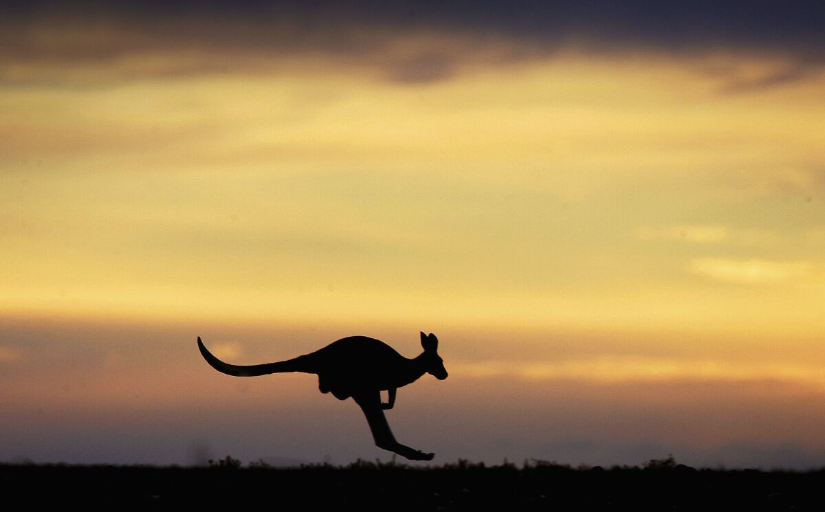 A kangaroo hops through the outback landscape near Marree, Australia.
