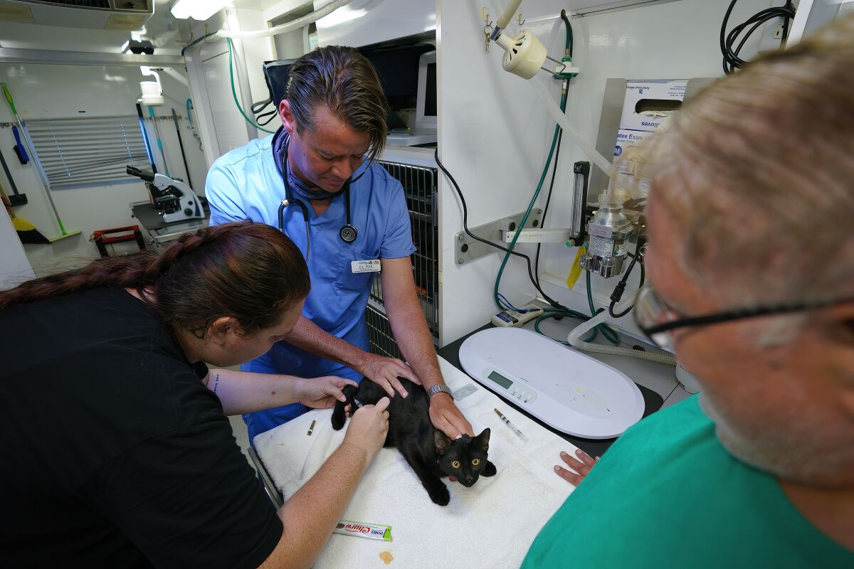 A woman gives a small black kitten a shot as a man in scrubs holds it down onto an examination table.