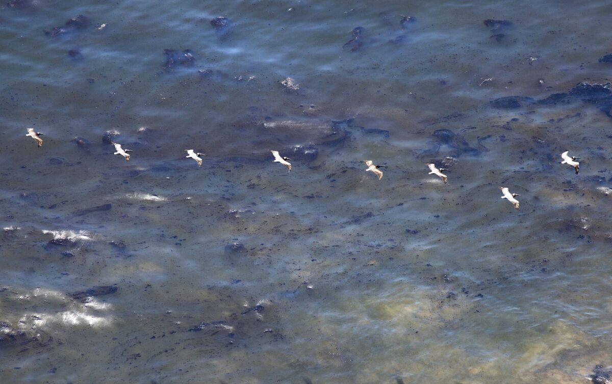 SANTA BARBARA, CALIF. -- WEDNESDAY, MAY 20, 2015: Pelicans fly above oil soaked kelp and oil sheen on the ocean as cleanup and containment effort continues in Santa Barbara, Calif., on May 20, 2015. (Brian van der Brug / Los Angeles Times)