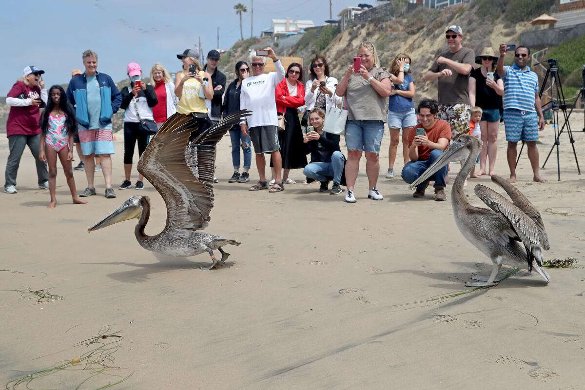 Pelicans are released on the beach as people watch