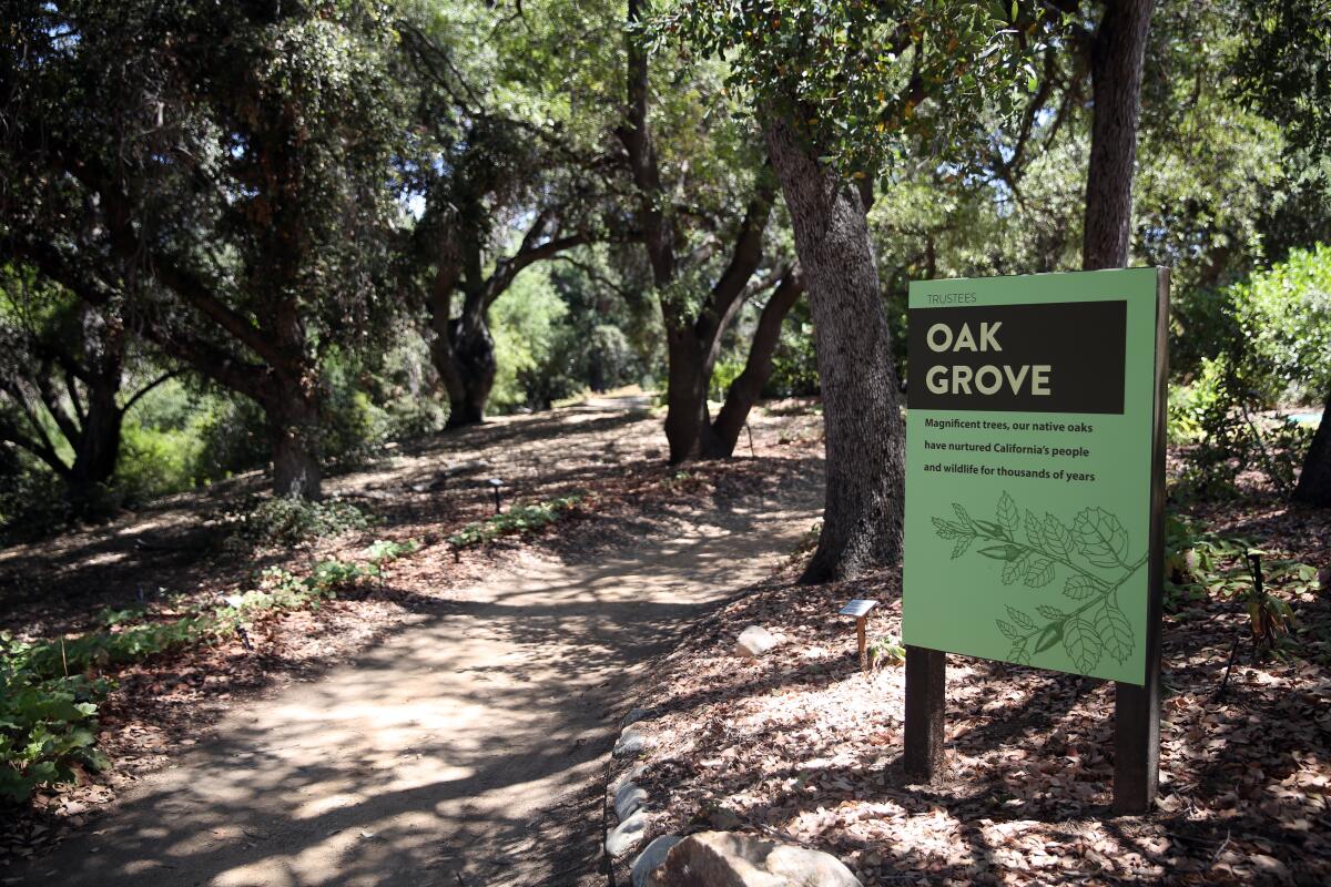 A path wanders through the dappled shade of the California Botanic Garden's Oak Grove.  