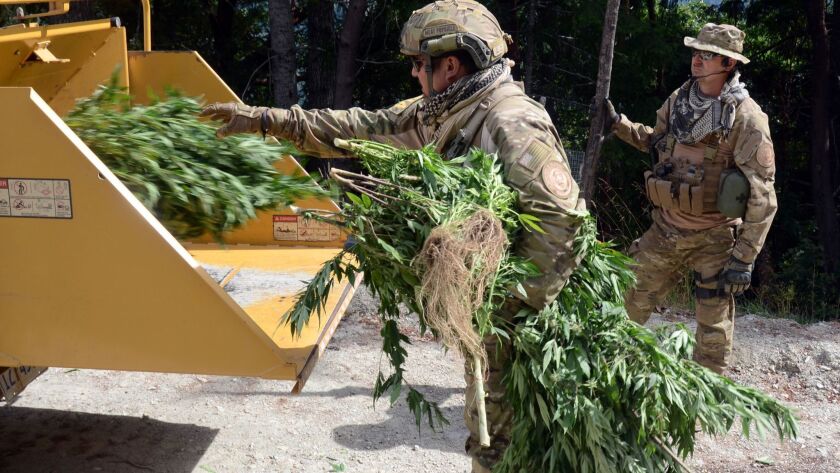 Humboldt County Sheriff's deputies and Bureau of Indian Affairs agents shred 204 cannabis plants.