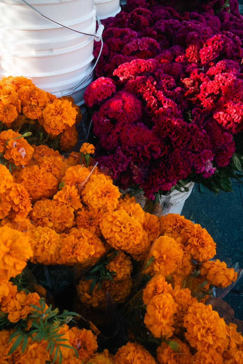 Cempasuhil, aztec marigold, was originally by the Aztecs in ancient Mexico during the holiday, Dia De Los Muertos, to honor the goddes of Death, Mictecacihuatl.