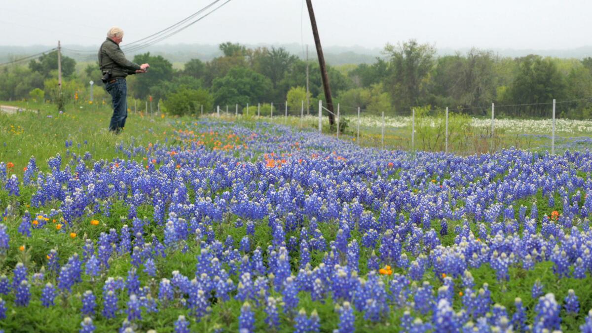 Piet Oudolf photographing wildflowers in the Texas hill country.