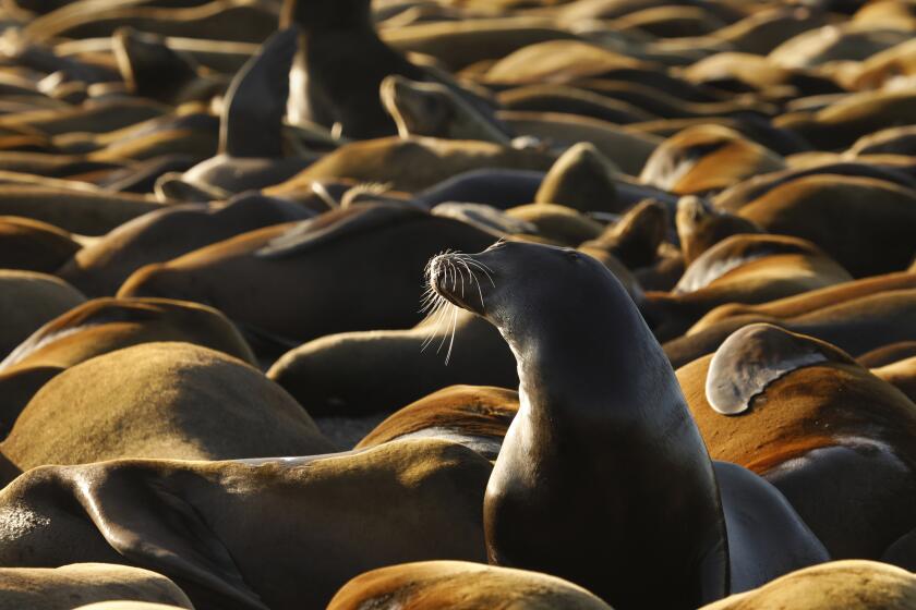 CRESCENT CITY, CA - APRIL 13: Hundreds of sea lions sleep on the docks in Crescent City Marina with few people around to disturb them. They come for crab season and stay for salmon and tuna season. In Crescent City, California, the far northwest corner of the state, the people are used to being cut off from the rest of the state. They've dealt with tsunamis, fires, and other natural disasters before the coronavirus started. Del Norte County on Monday, April 13, 2020 in Crescent City, CA. (Carolyn Cole / Los Angeles Times)