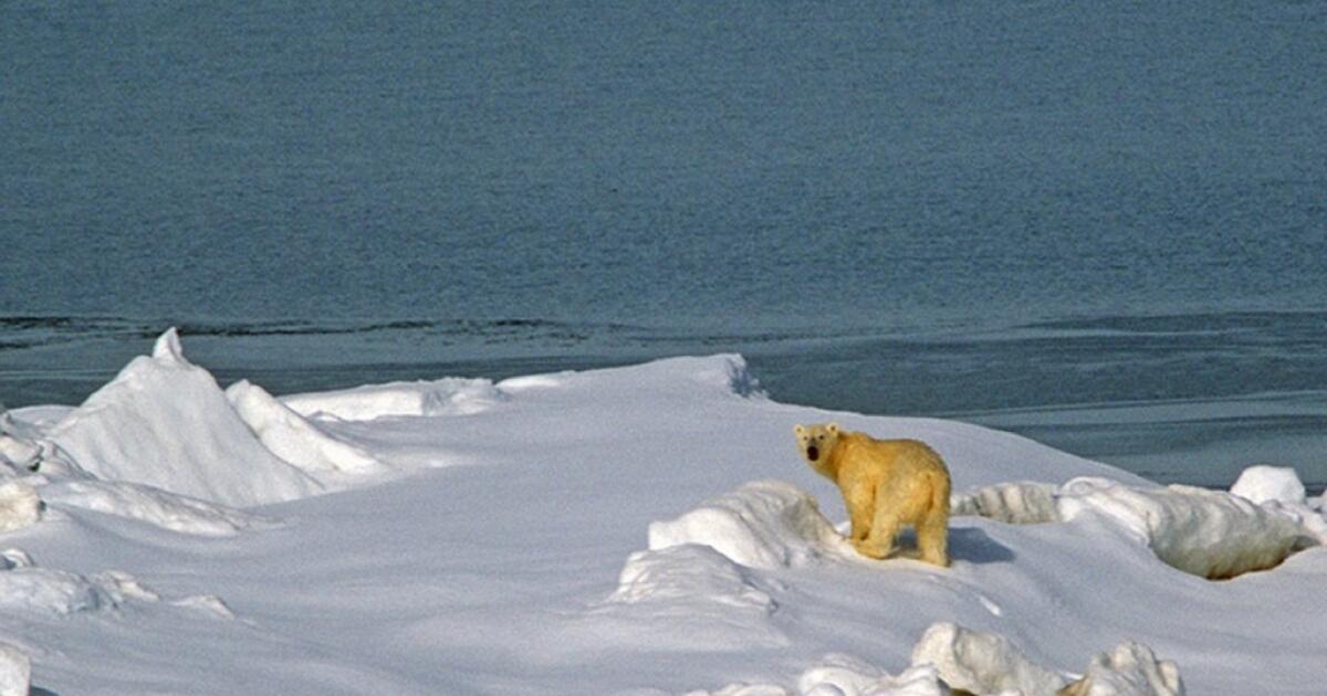 One in six species could be wiped out by climate change, study says ...