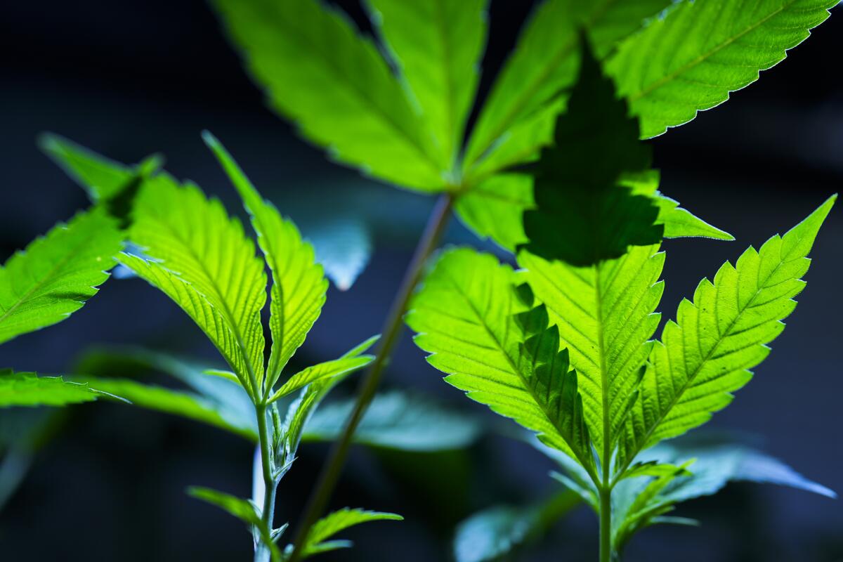 ARCHIVO - Clones de cannabis se exhiben para los clientes en Home Grown Apothecary, 