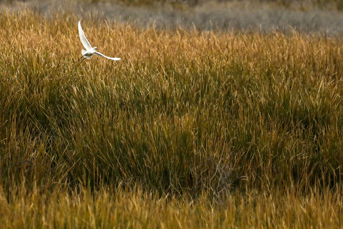 An egret soars through lush marshlands that have formed at the Salton Sea.