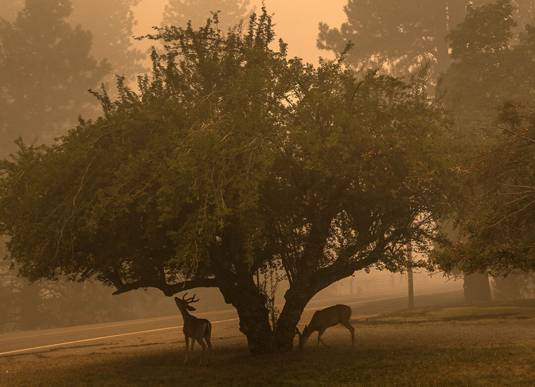 Deer graze along North Valley Road in Greenville.  