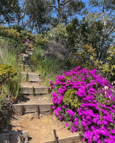 A wooden hillside staircase with pink blooming flowers at its base. 