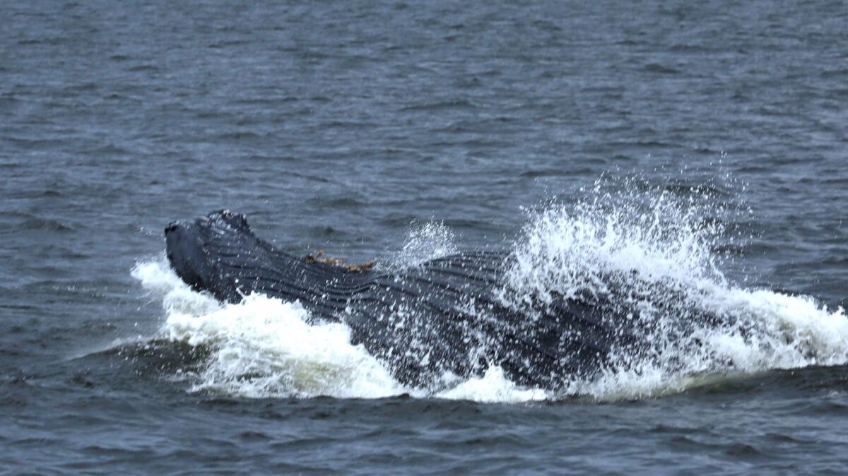 A humpback whale feeds near the Verrazano-Narrows Bridge. Scientists aren't entirely sure why sea life is returning to the waters off New York, but cleaner water may be a factor.