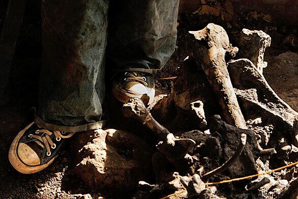 The largest known deposit of fossils from the last ice age has been found in Los Angeles. Andrea Thomer, an excavator for George C. Page Museum at the La Brea Tar Pits, stands next to the prehistoric bones of an American lion, a coyote and a young horse. These and other species yet to be identified were unearthed from beneath a former May Co. parking lot on the Miracle Mile.