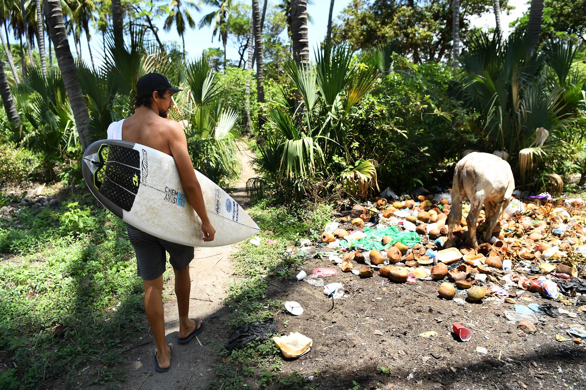  Surfer Bryan Perez walks past a cow foraging in trash 