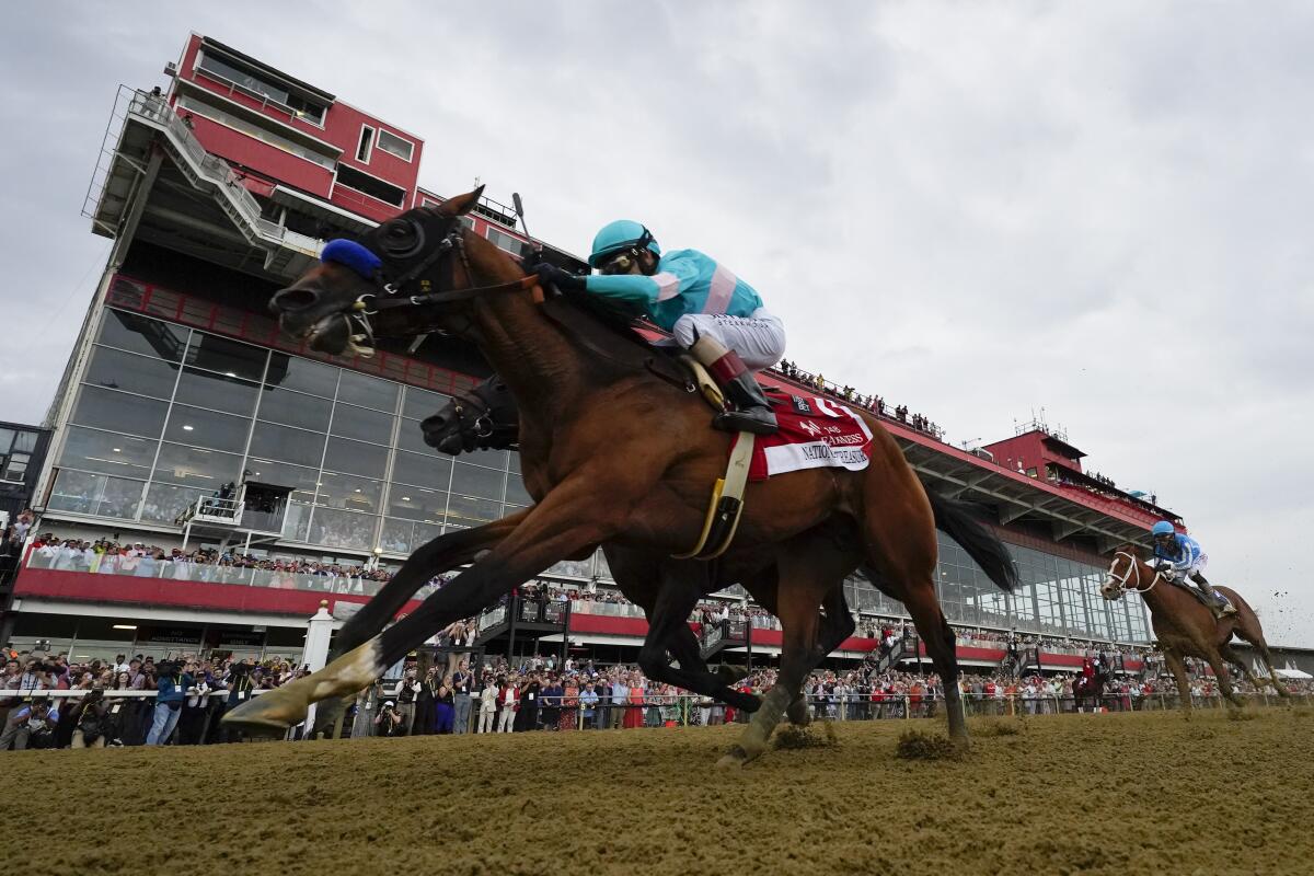 National Treasure, with jockey John Velazquez, edges out Blazing Sevens to win the Preakness Stakes