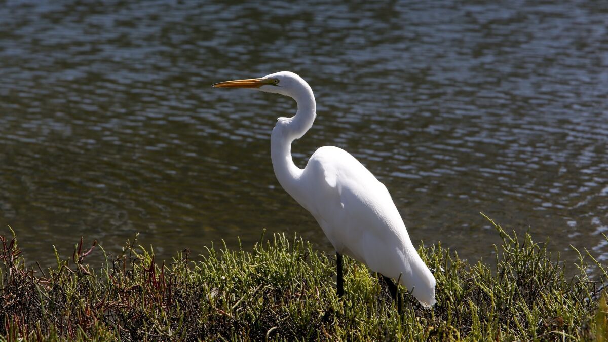 Egrets can be seen standing in the shallow waters.