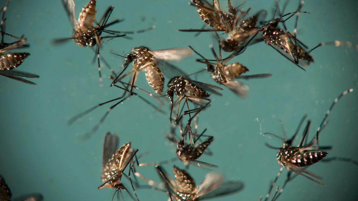 Aedes aegypti mosquitoes, responsible for transmitting Zika, sit in a petri dish at the Fiocruz Institute in Recife, Brazil.