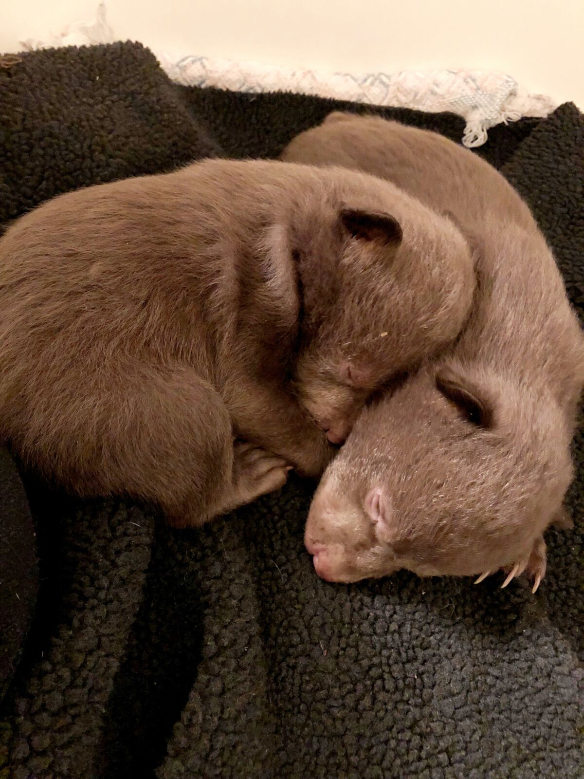 This undated photo provided by the California Department of Fish and Wildlife shows two rescued bear cubs. California wildlife officials say a Northern California man who admitted to taking the two bear cubs from their den in 2019 and notified officials after he was unable to care for them pleaded guilty in November 2021 to possession of a prohibited species. The department published the story Tuesday, March 15, 2022, on its blog about bears to encourage anyone who may witness wildlife poaching to contact authorities. (California Department of Fish and Wildlife (CDFW) via AP)