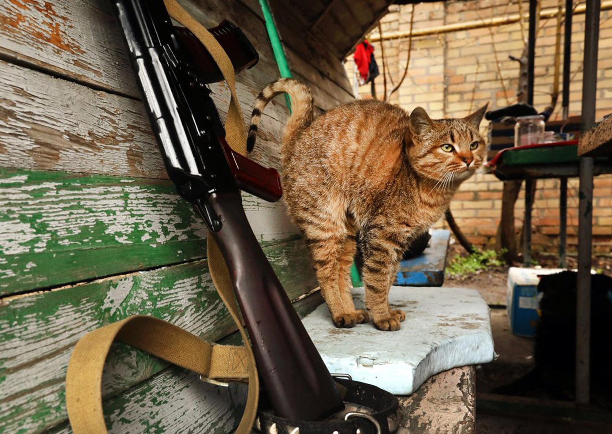 A cat showed up at military checkpoint in Bucha and has been with soldiers since.