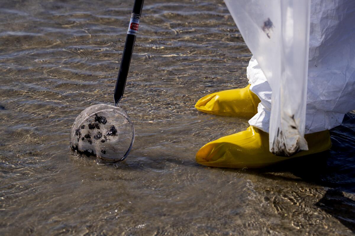 A member of a cleanup crew uses a mesh tool to scoop up spilled oil on a beach