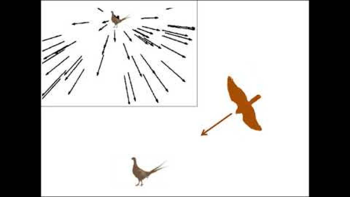 View to a kill: Helmet-wearing hawk films its own hunting ...