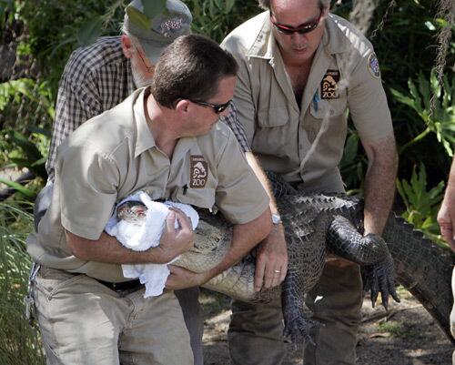 Reggie, the famously elusive alligator, is returned to his habitat at the Los Angeles Zoo by Ian Recchio, supervisor for reptiles, and other workers. The 7-1/2-foot-long Reggie, who evaded capture for nearly two years in Lake Machado in Harbor City, was on the lam again Wednesday. He is believed to have escaped his habitat overnight before he was found near a loading dock.