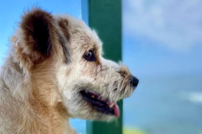 Good News Only: World's cutest rescue dog contest, Baseball Beyond