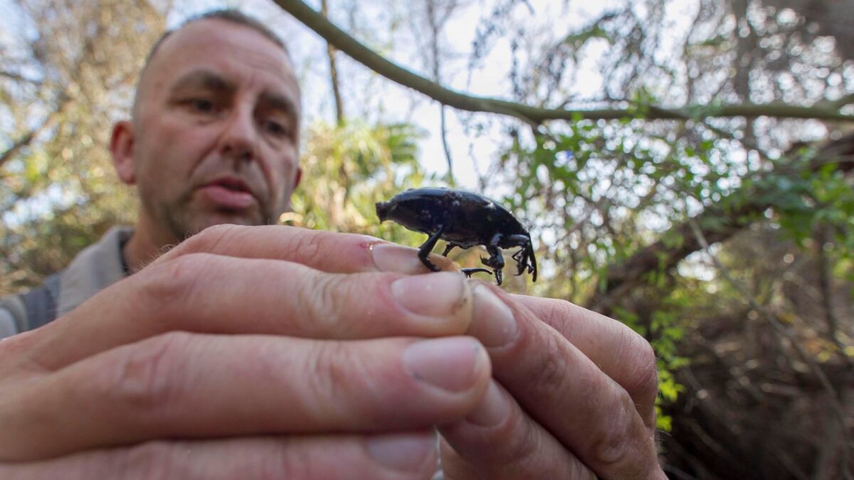 Entomologist Mark Hoddle holds up a South American Palm Weevil, a beetle that has the potential to cause millions of dollars in damage to the region's palm and date industry.