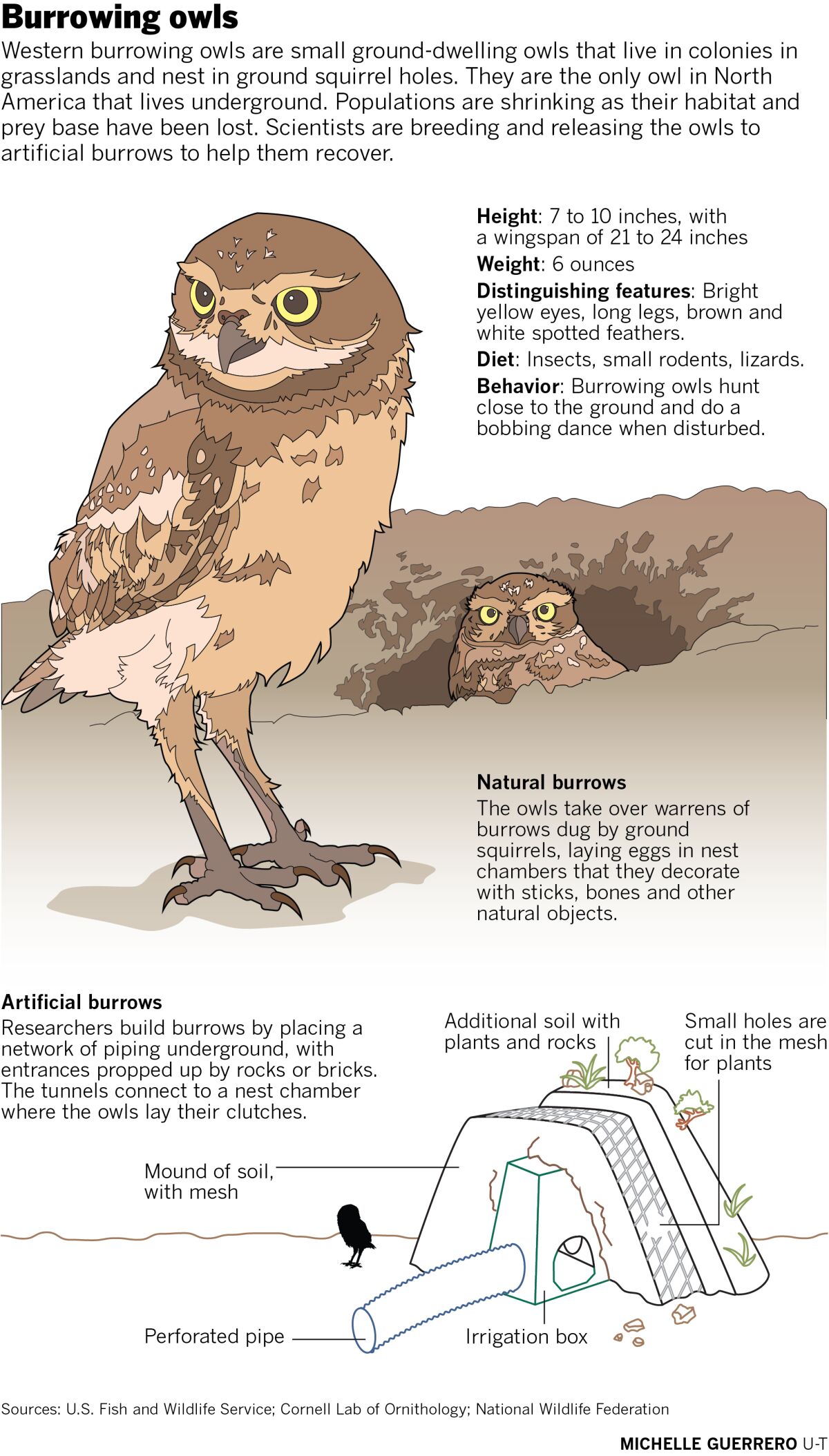 Young burrowing owls get a shot at survival in San Diego - The San Diego Union-Tribune Young burrowing owls get a shot at survival in San Diego - The San Diego Union-Tribune